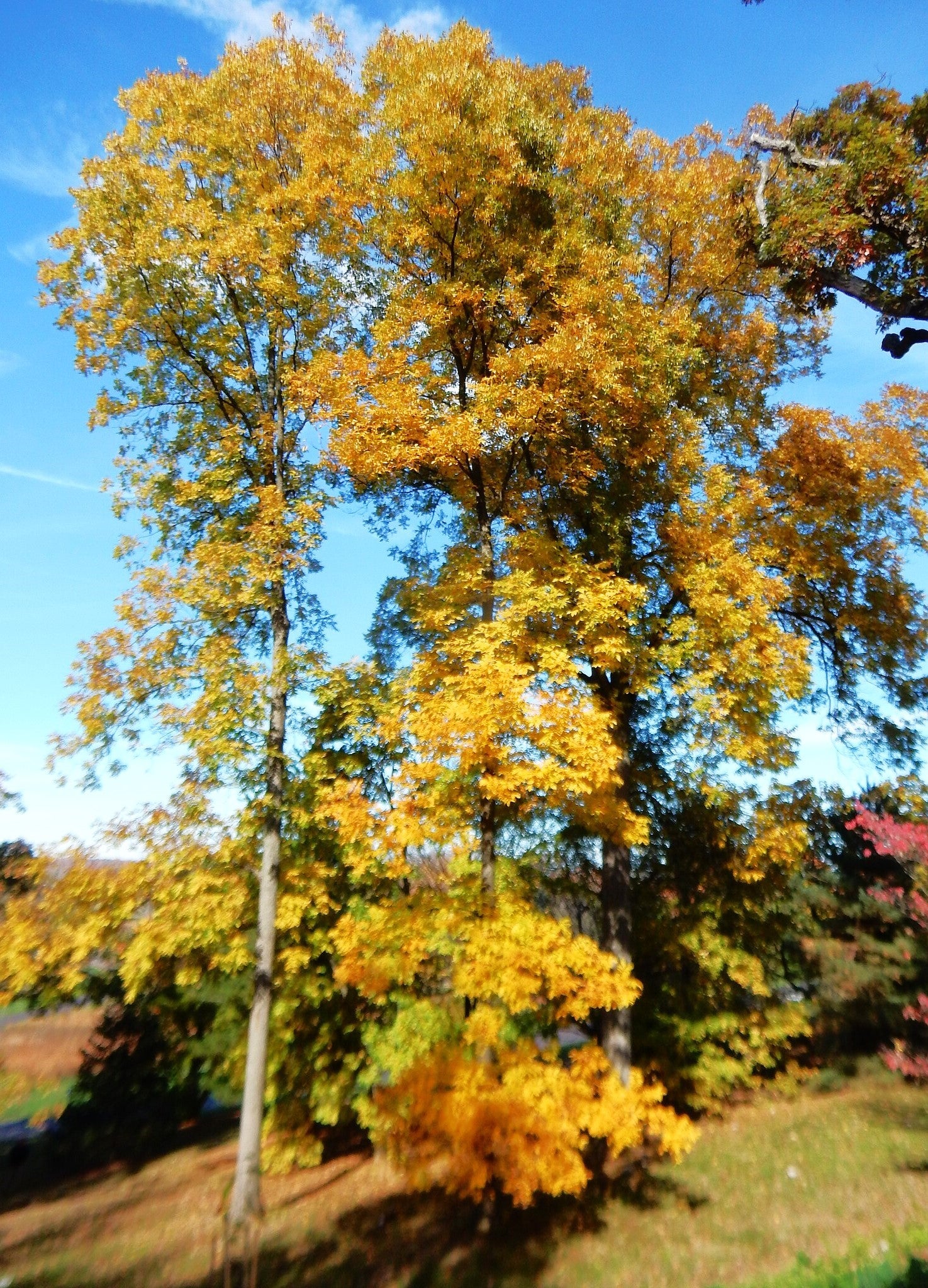 Pecan Tree - Image 5