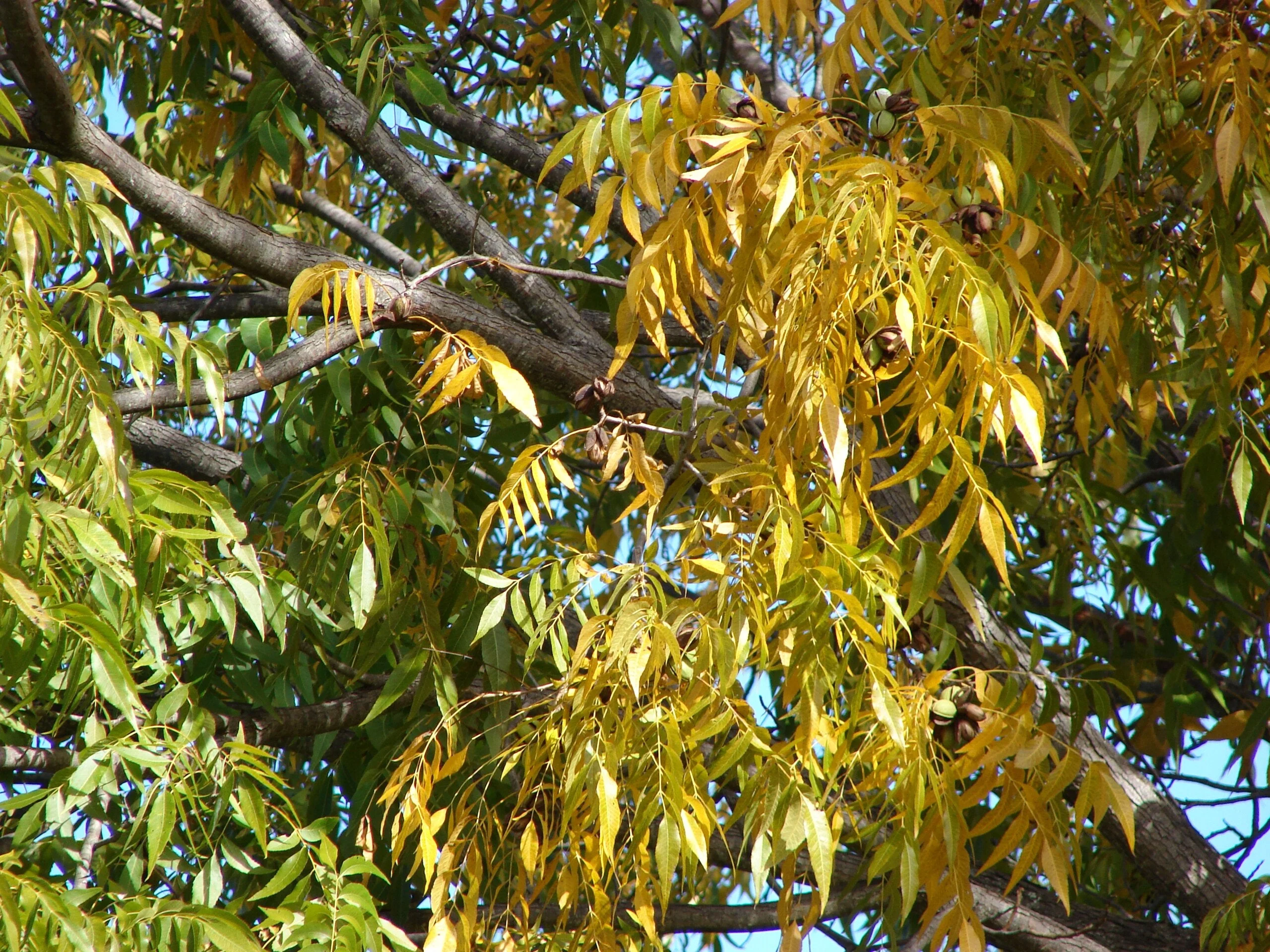 Pecan Tree - Image 6