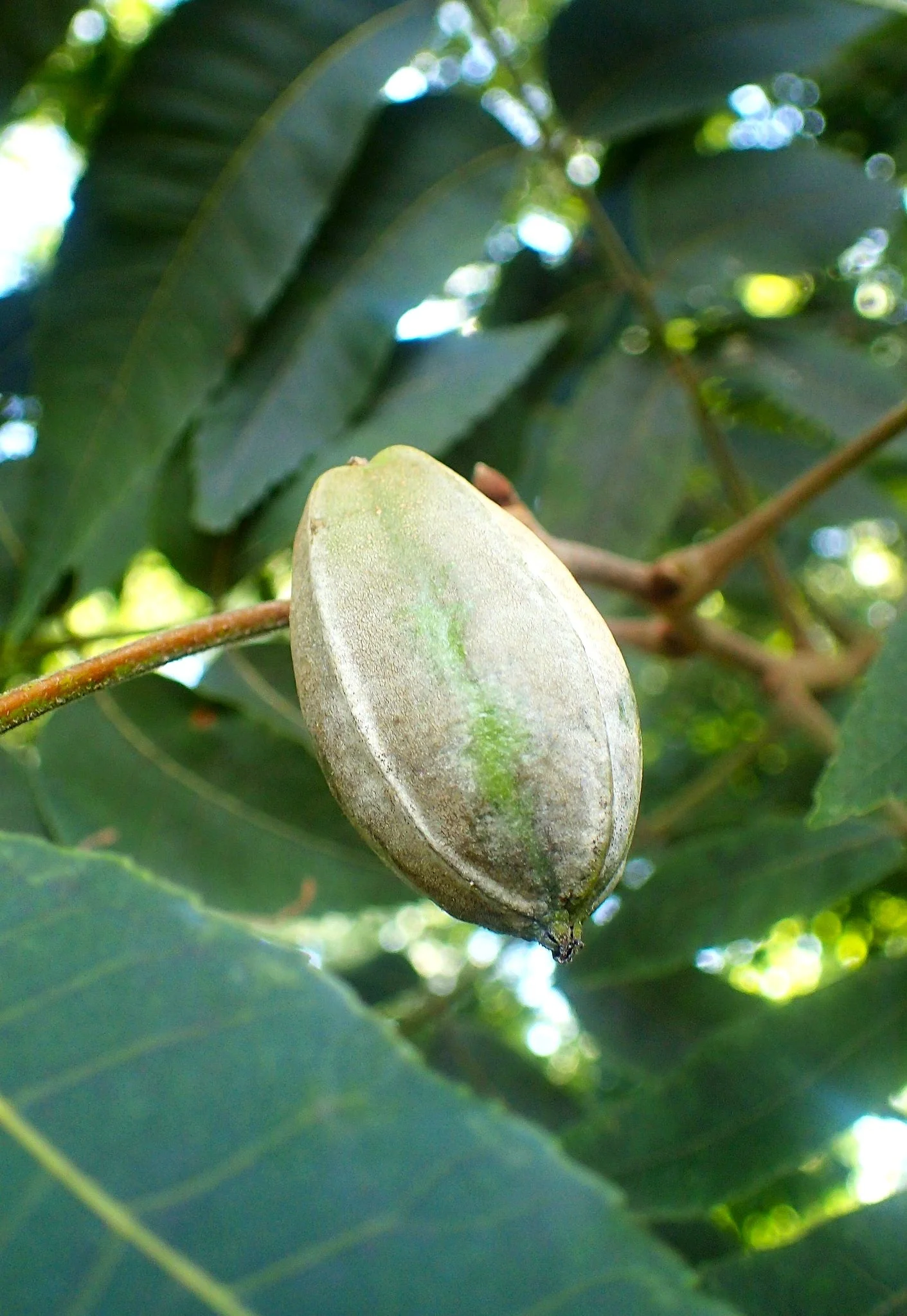 Pecan Tree - Image 8