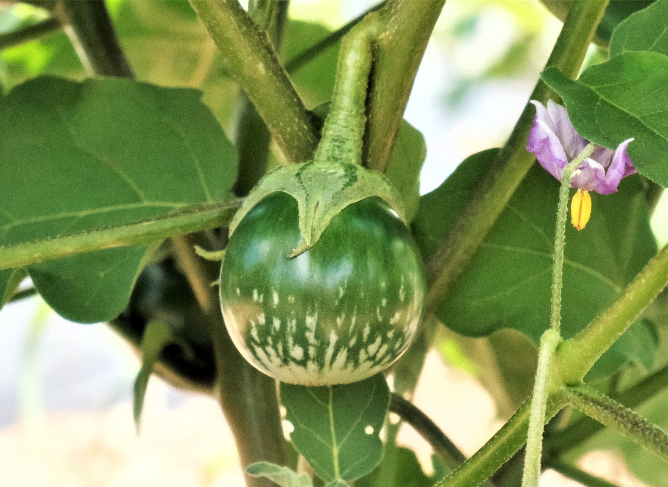 Petch Siam Thai Eggplant - Image 3