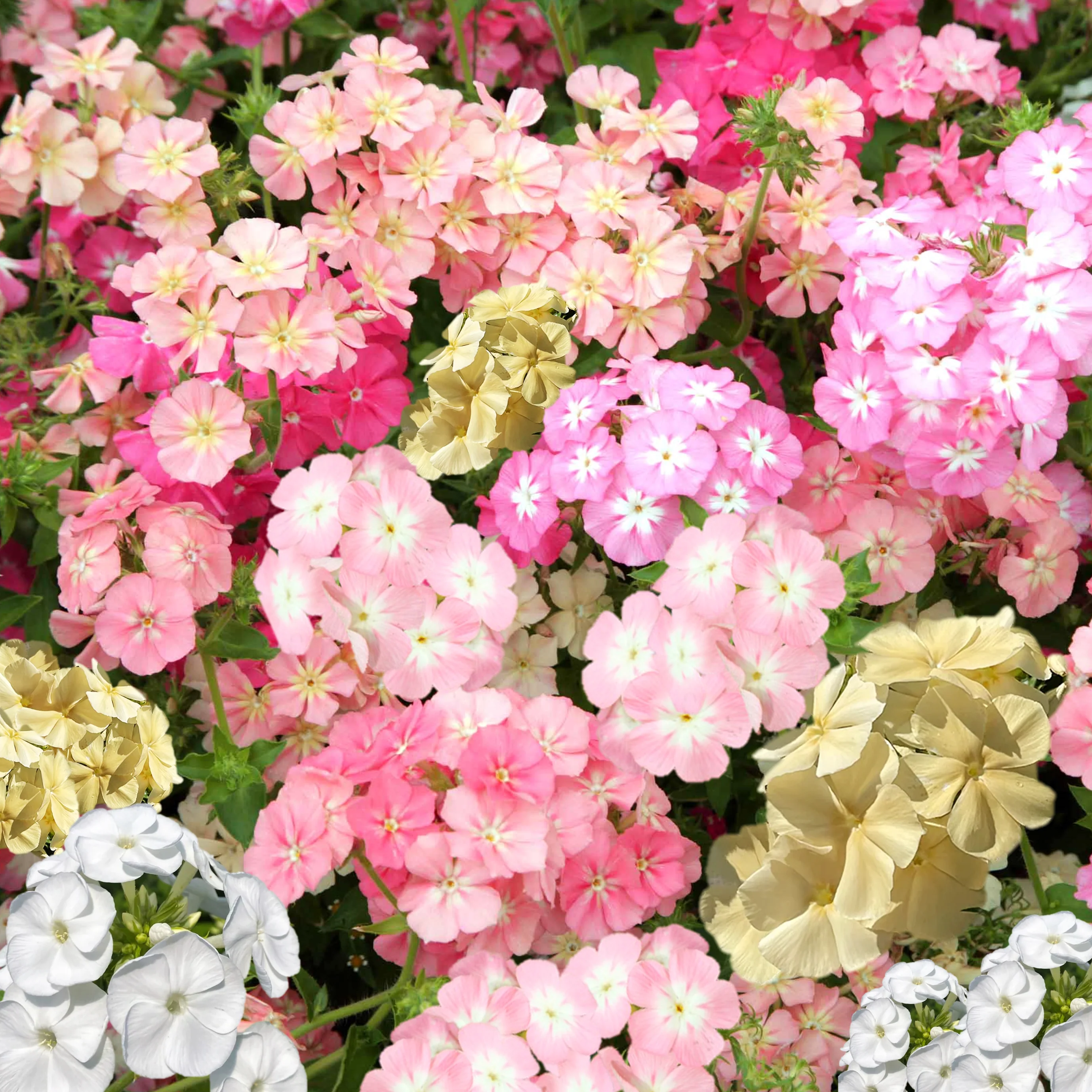 Phlox of Sheep Pastel Mix Phlox