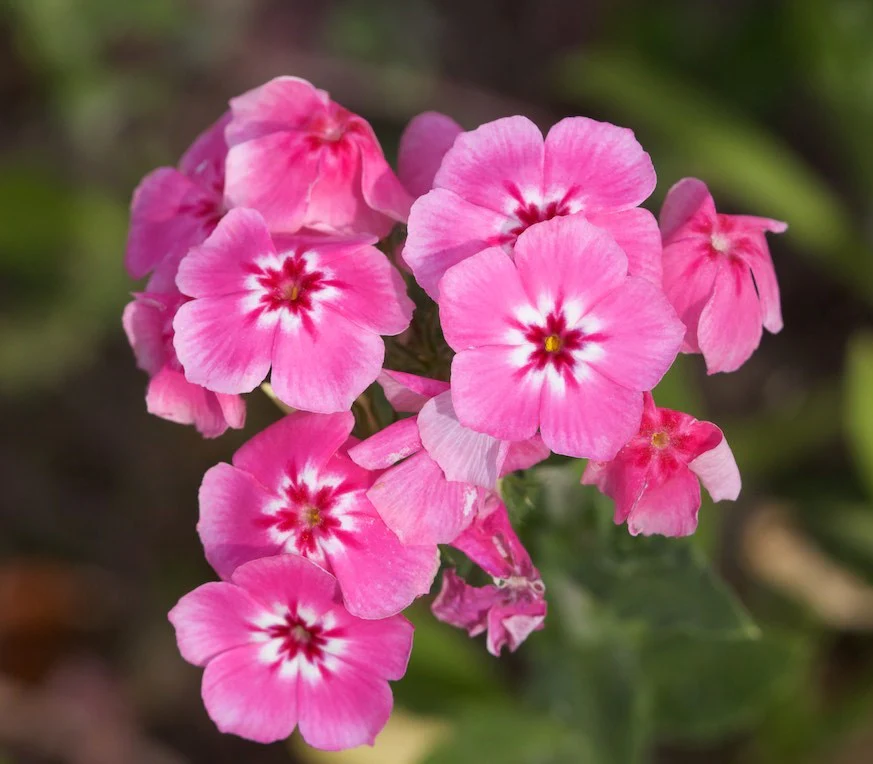 Phlox of Sheep Pastel Mix Phlox - Image 10