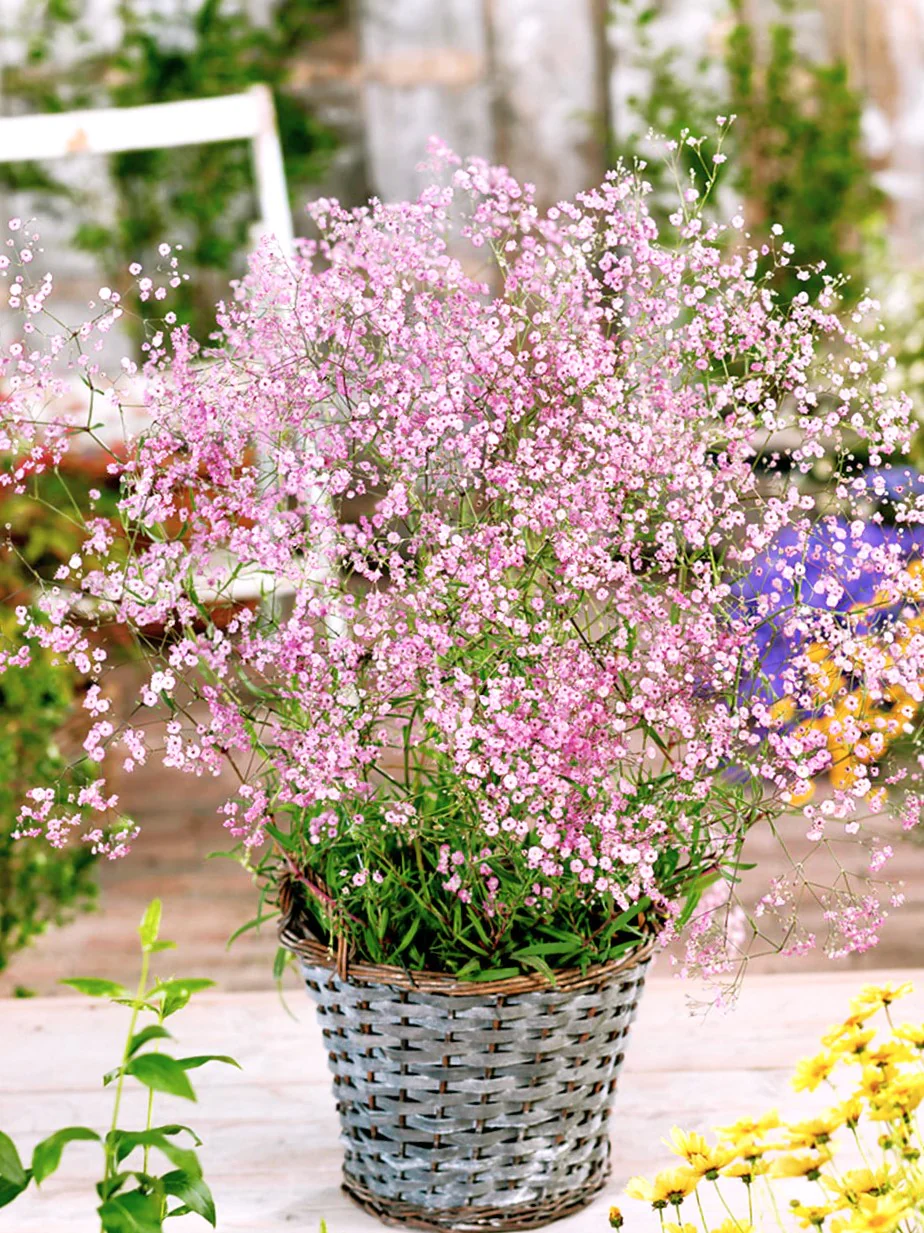 Pink Baby's Breath - Image 9