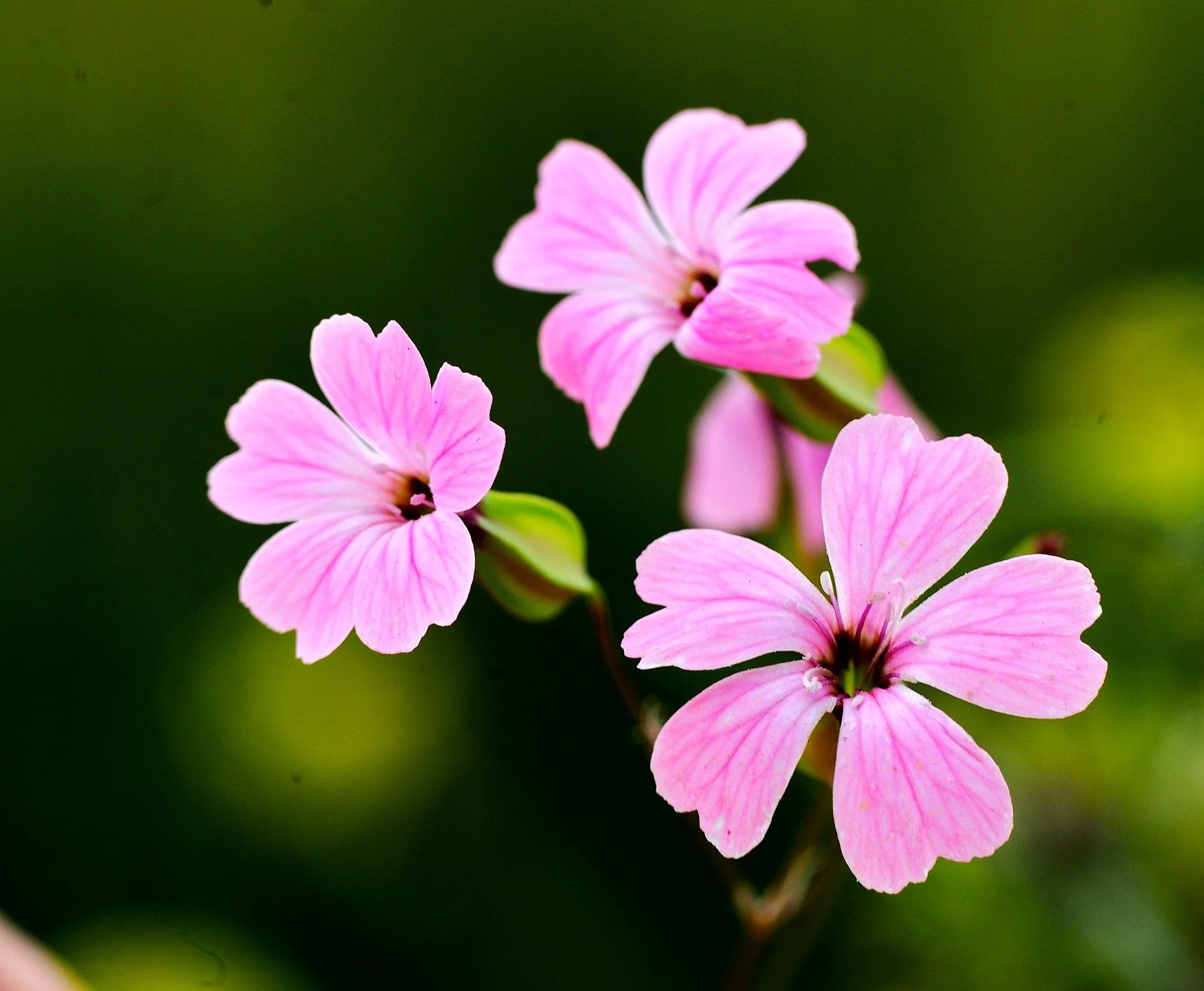 Pink Beauty Soapwort - Image 4