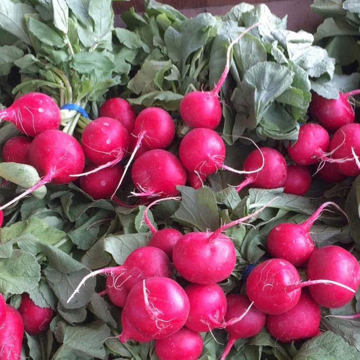 Pink Celebration Radish - Image 2