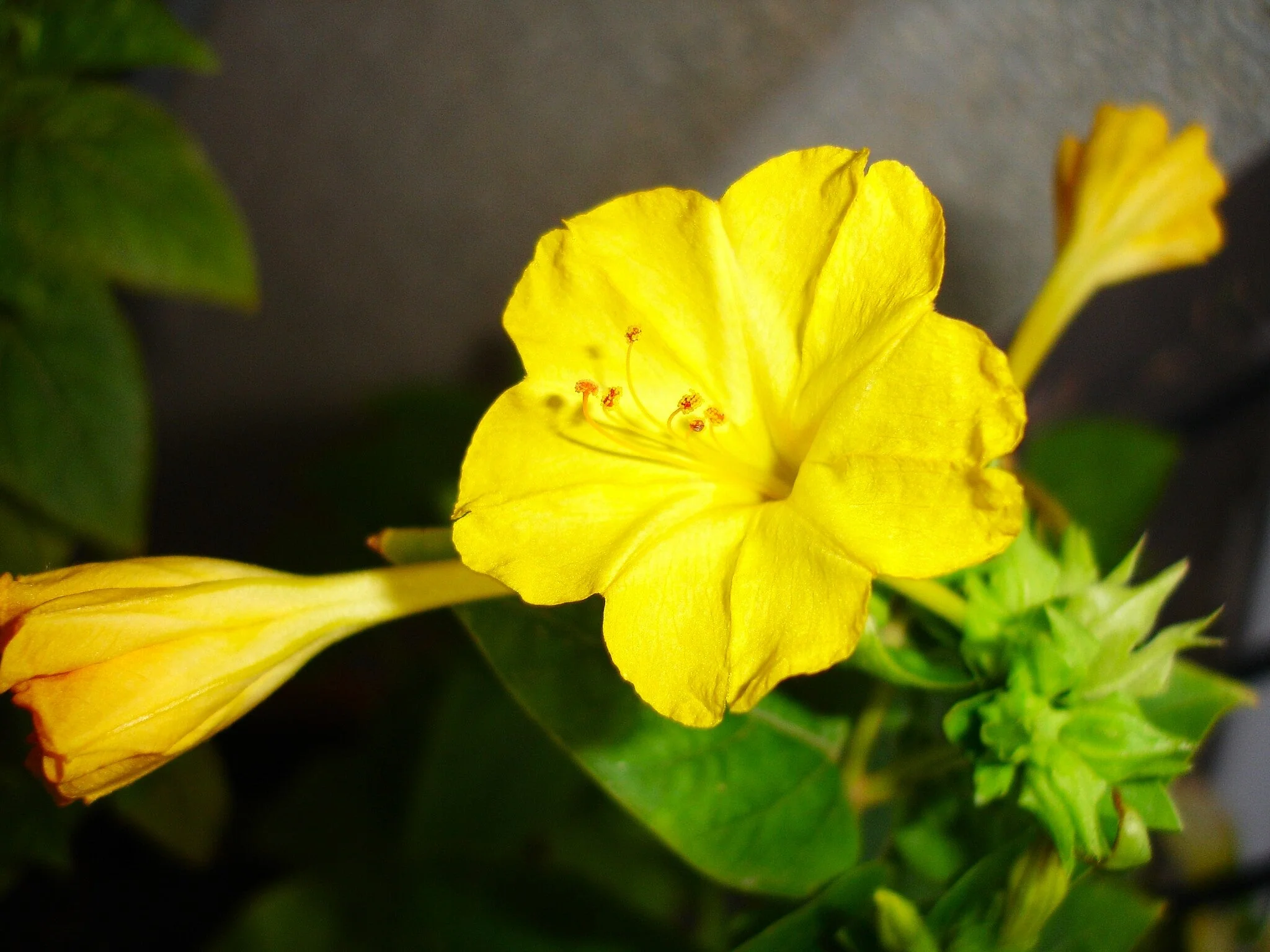 Yellow Four O' Clock - Image 2