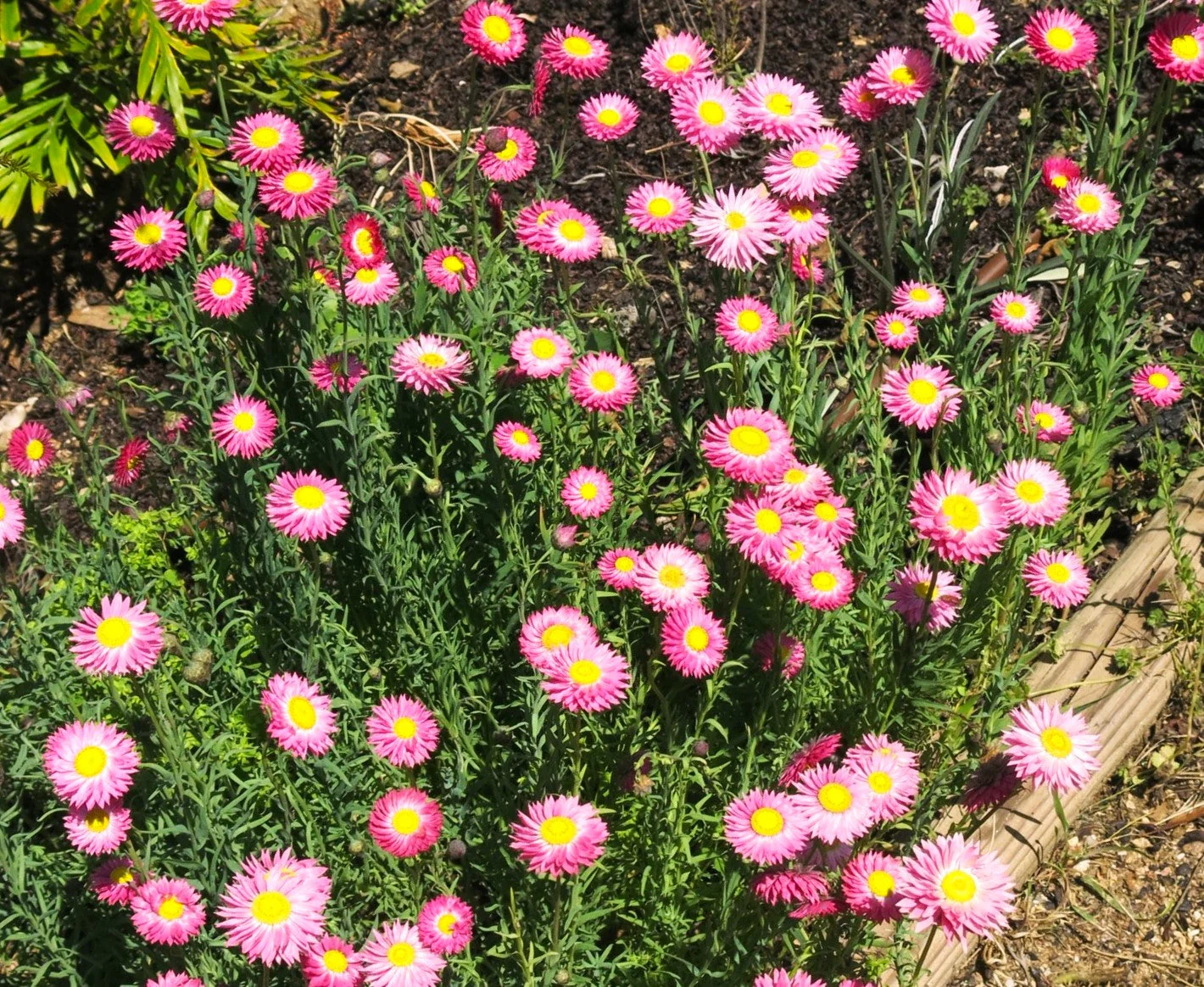 Pink Paper Daisy - Image 6