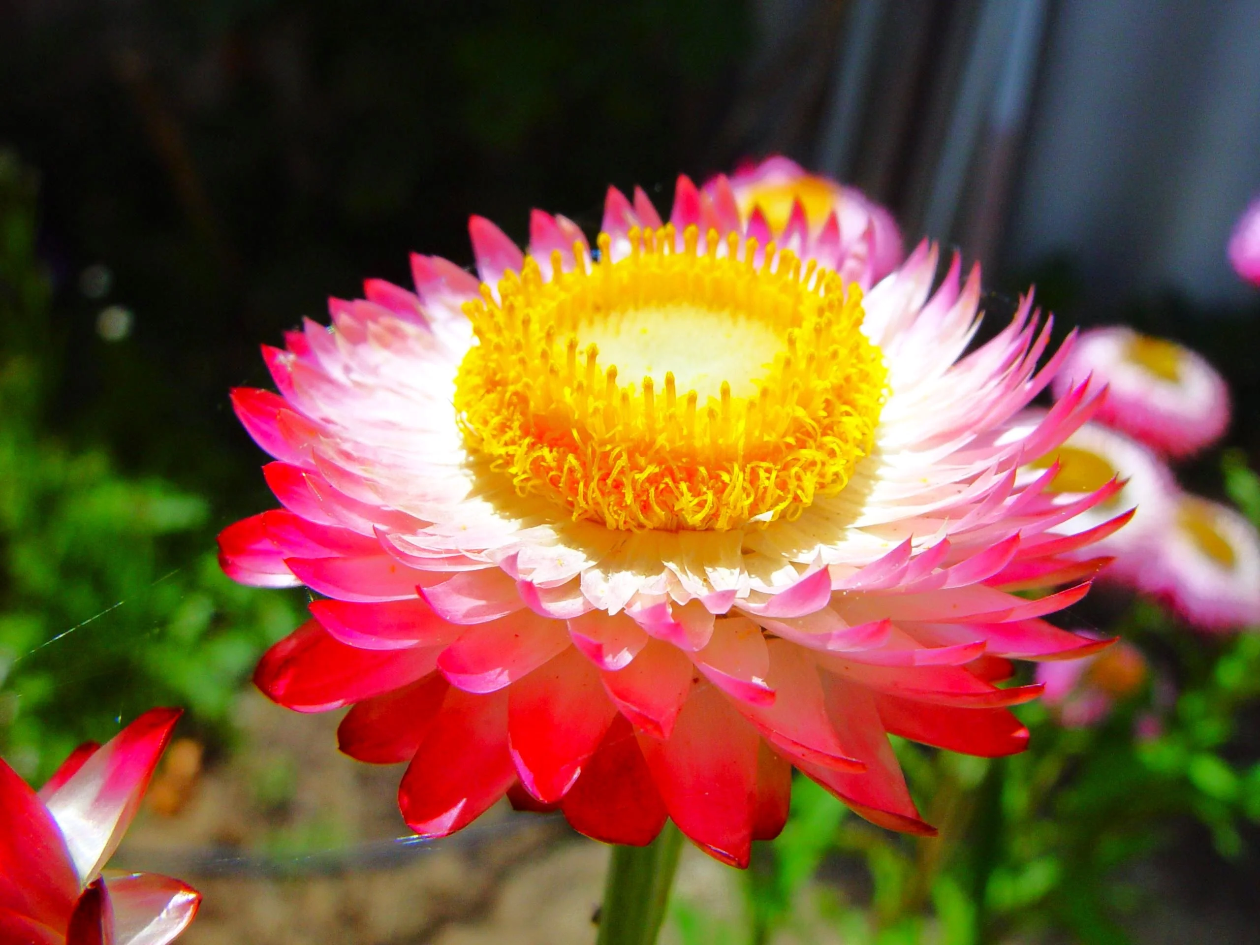 Pink Paper Daisy - Image 8