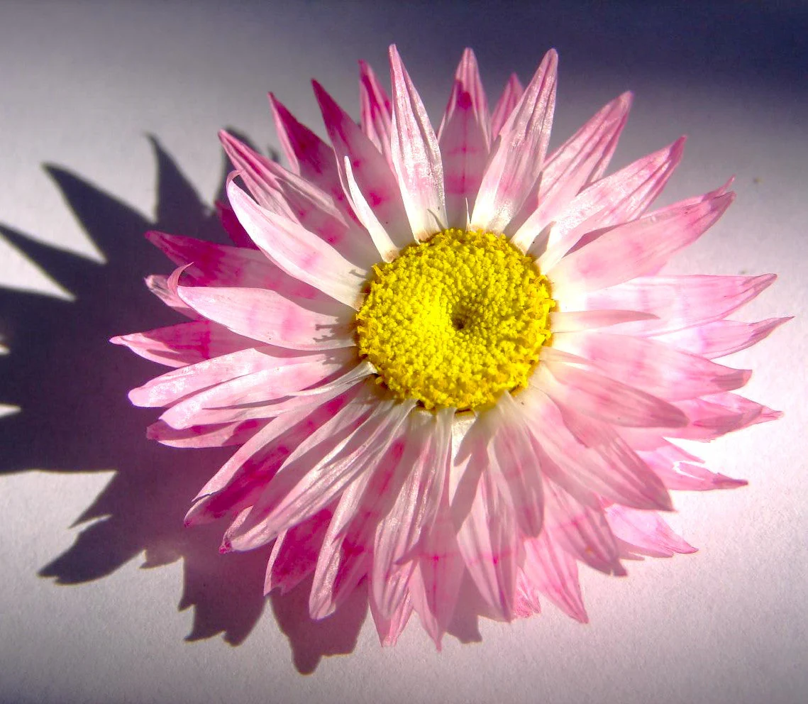 Pink Paper Daisy - Image 9
