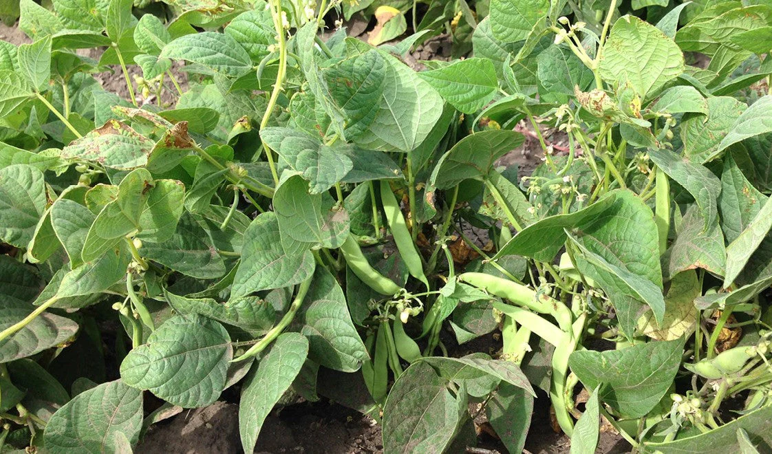 Pinto Bean - Image 2