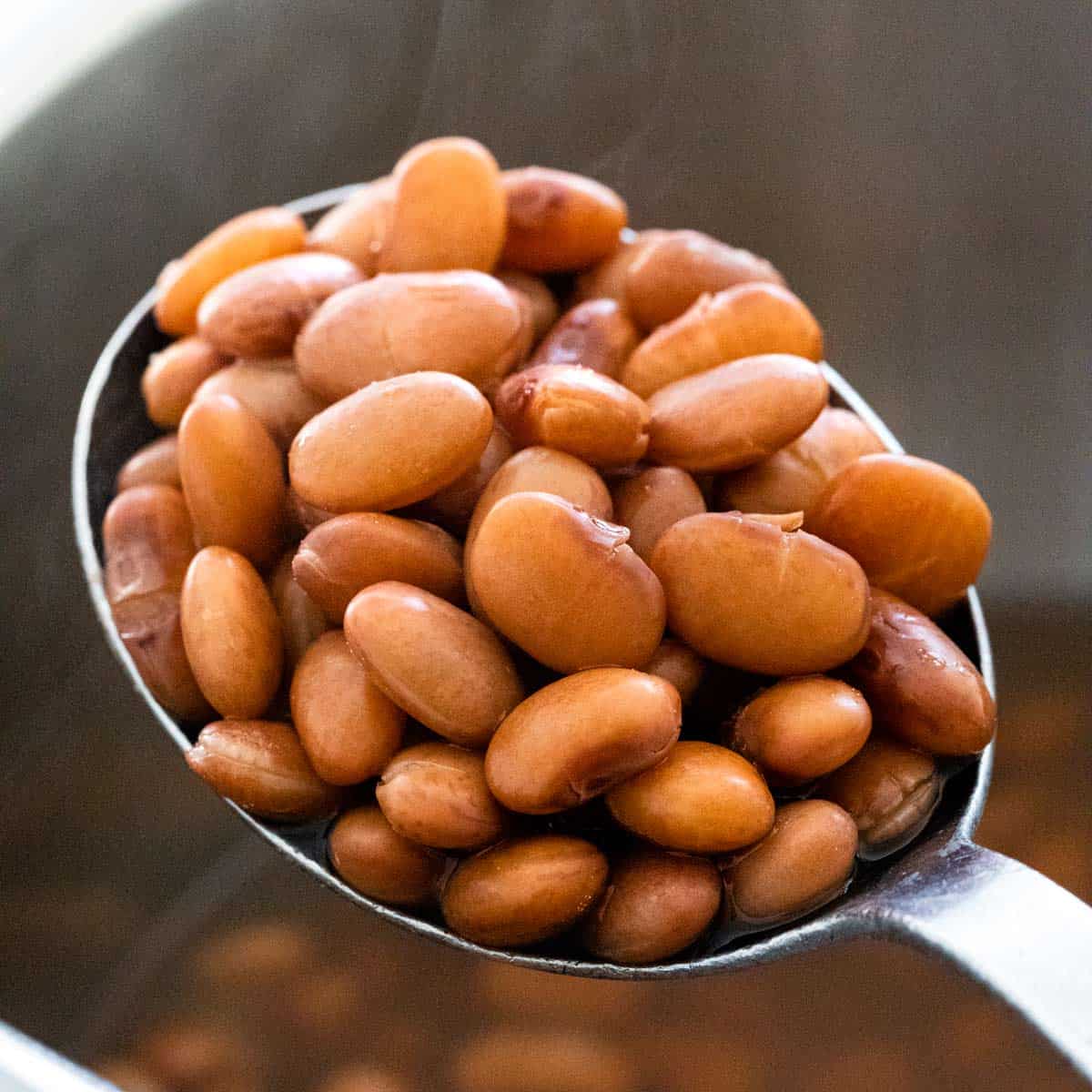 Pinto Bean - Image 8