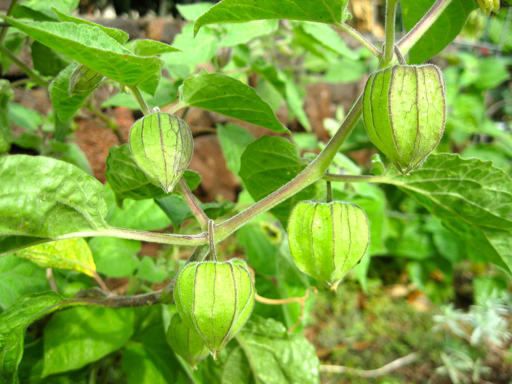 Hawaiian Giant Poha Berry - Image 2