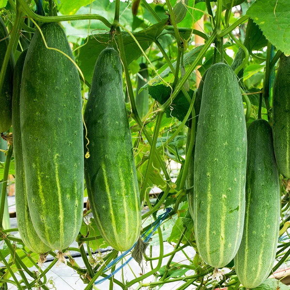Poinsett 76 Cucumber