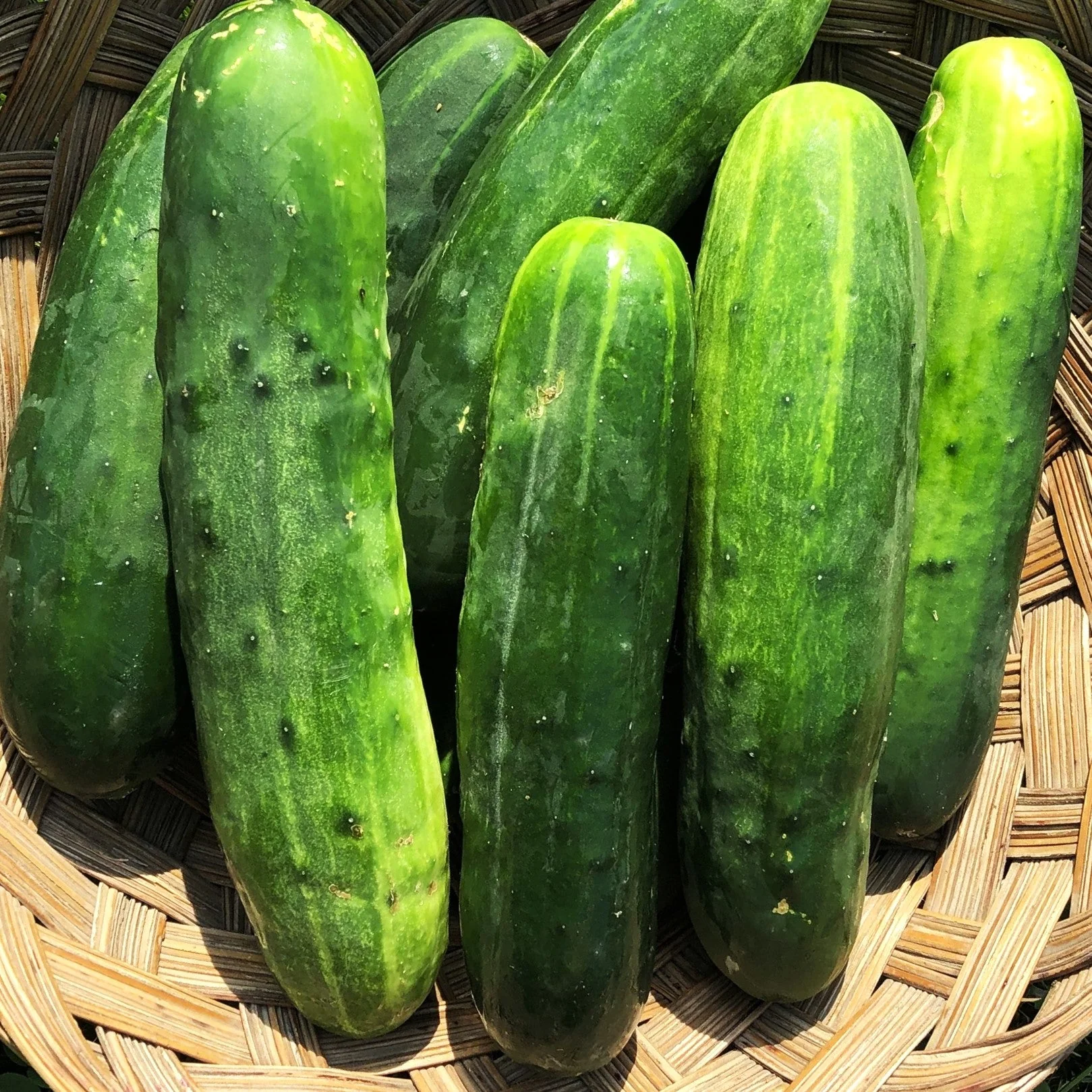 Poinsett 76 Cucumber - Image 2