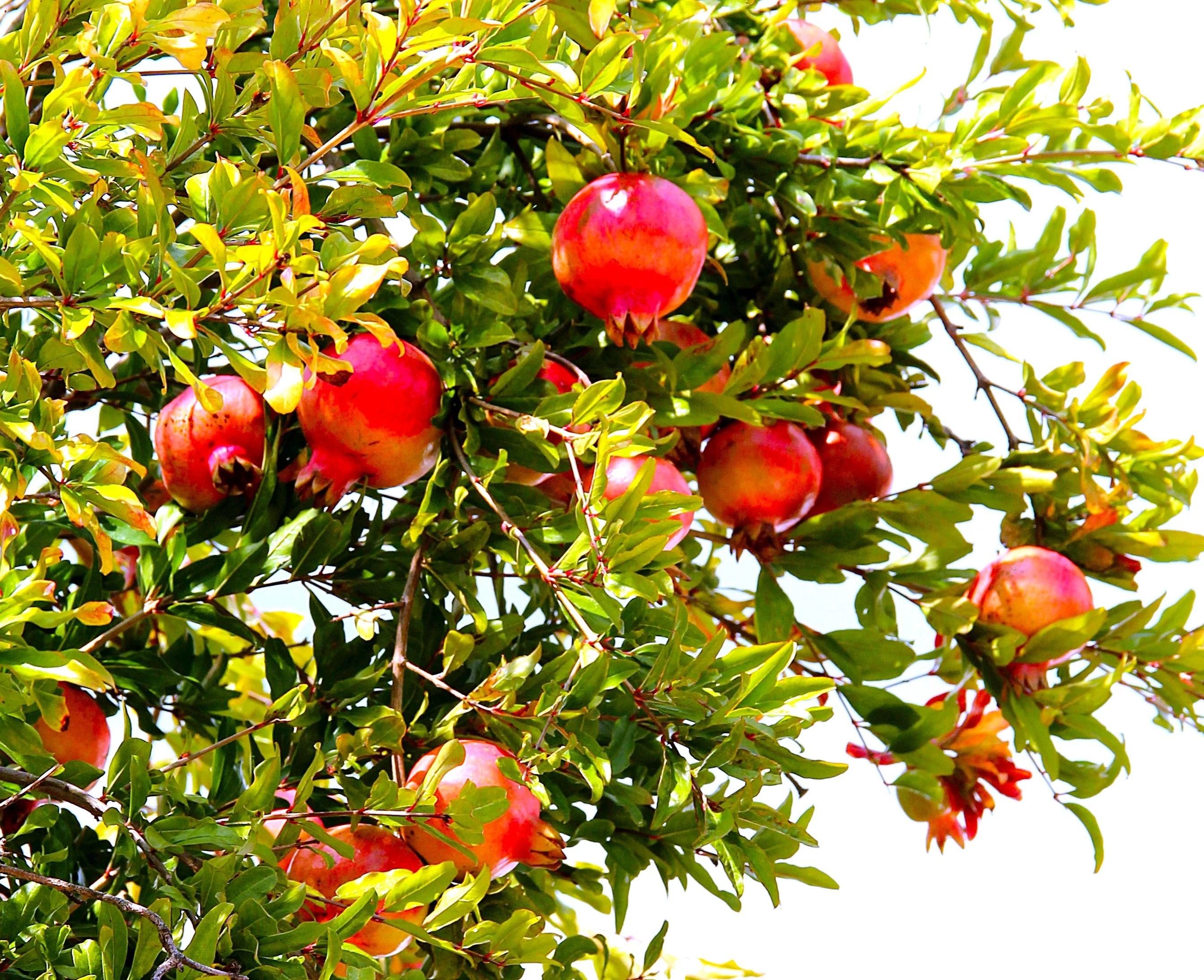 Pomegranate Tree - Image 3