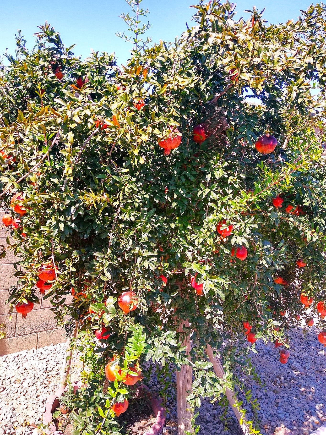 Pomegranate Tree - Image 5