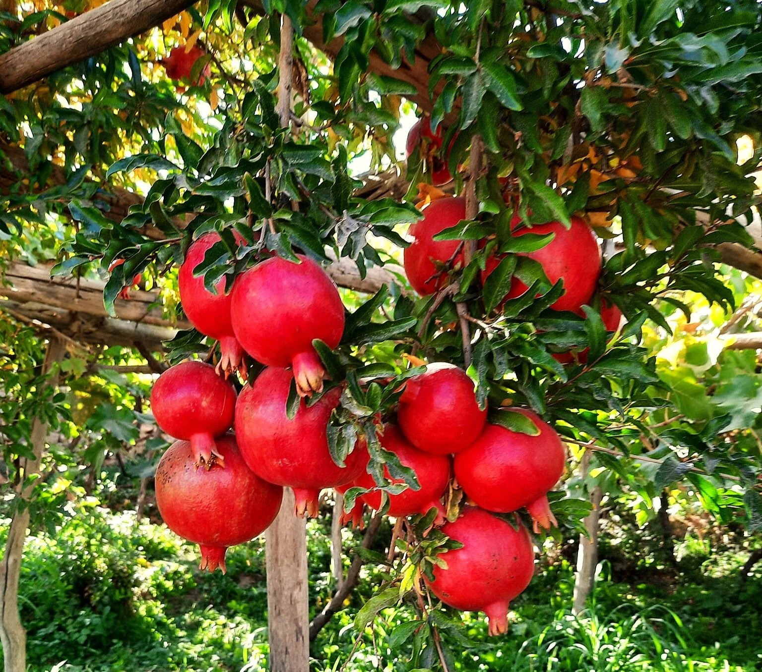 Pomegranate Tree - Image 6