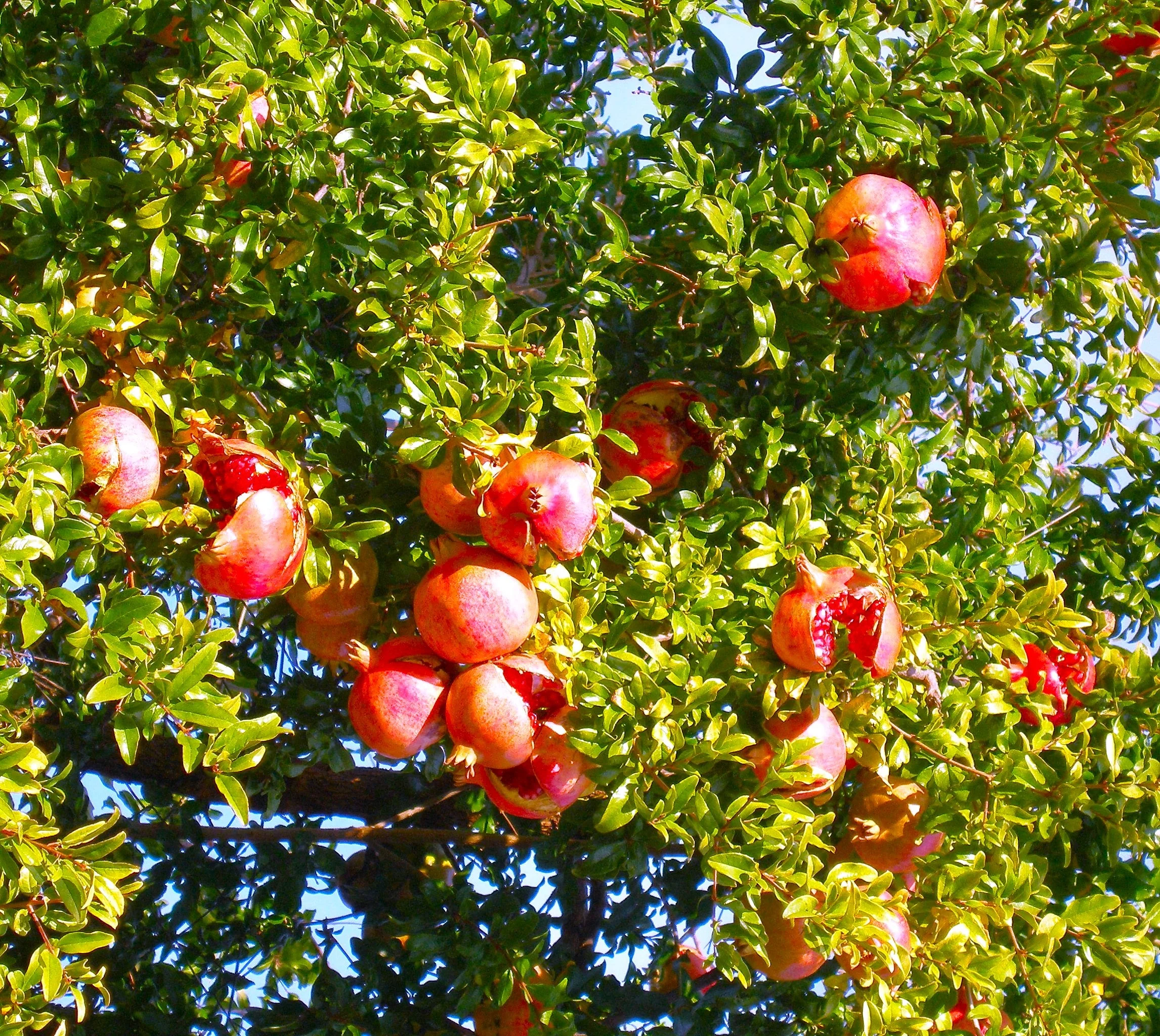Pomegranate Tree - Image 7