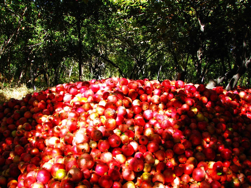 Pomegranate Tree - Image 8