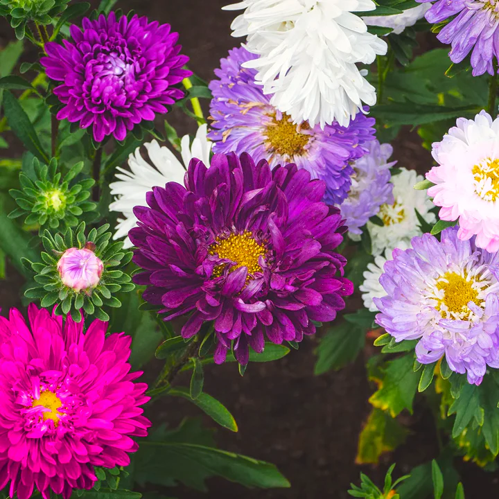 Powder Puff Mix China Aster - Image 5