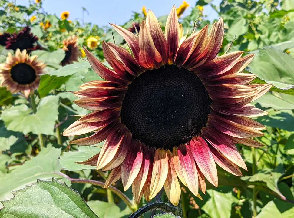 ProCut Plum Sunflower - Image 6
