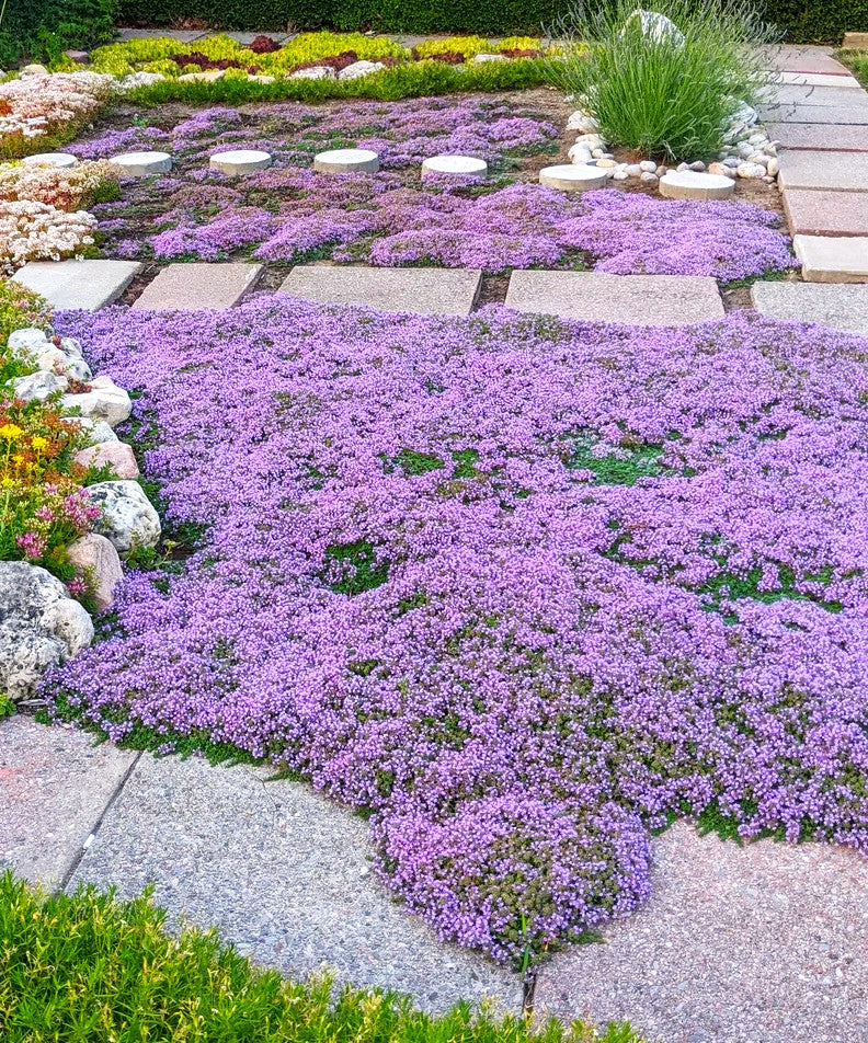 Purple Creeping Thyme - Image 3