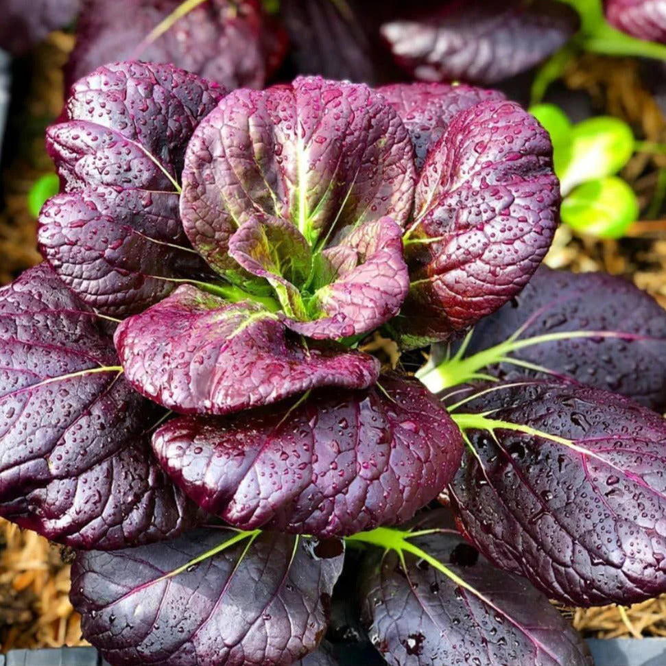 Purple Lady Bok Choy