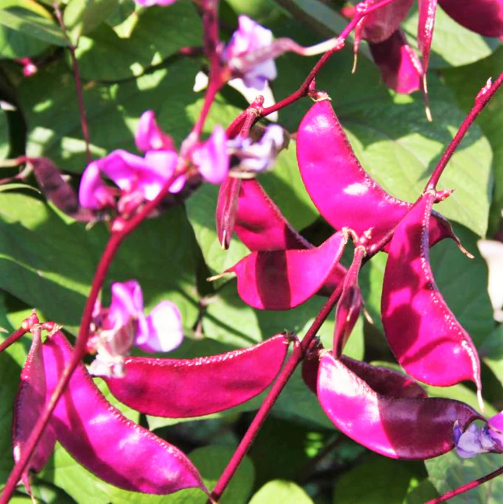 Purple Moon Hyacinth Bean (Pole)