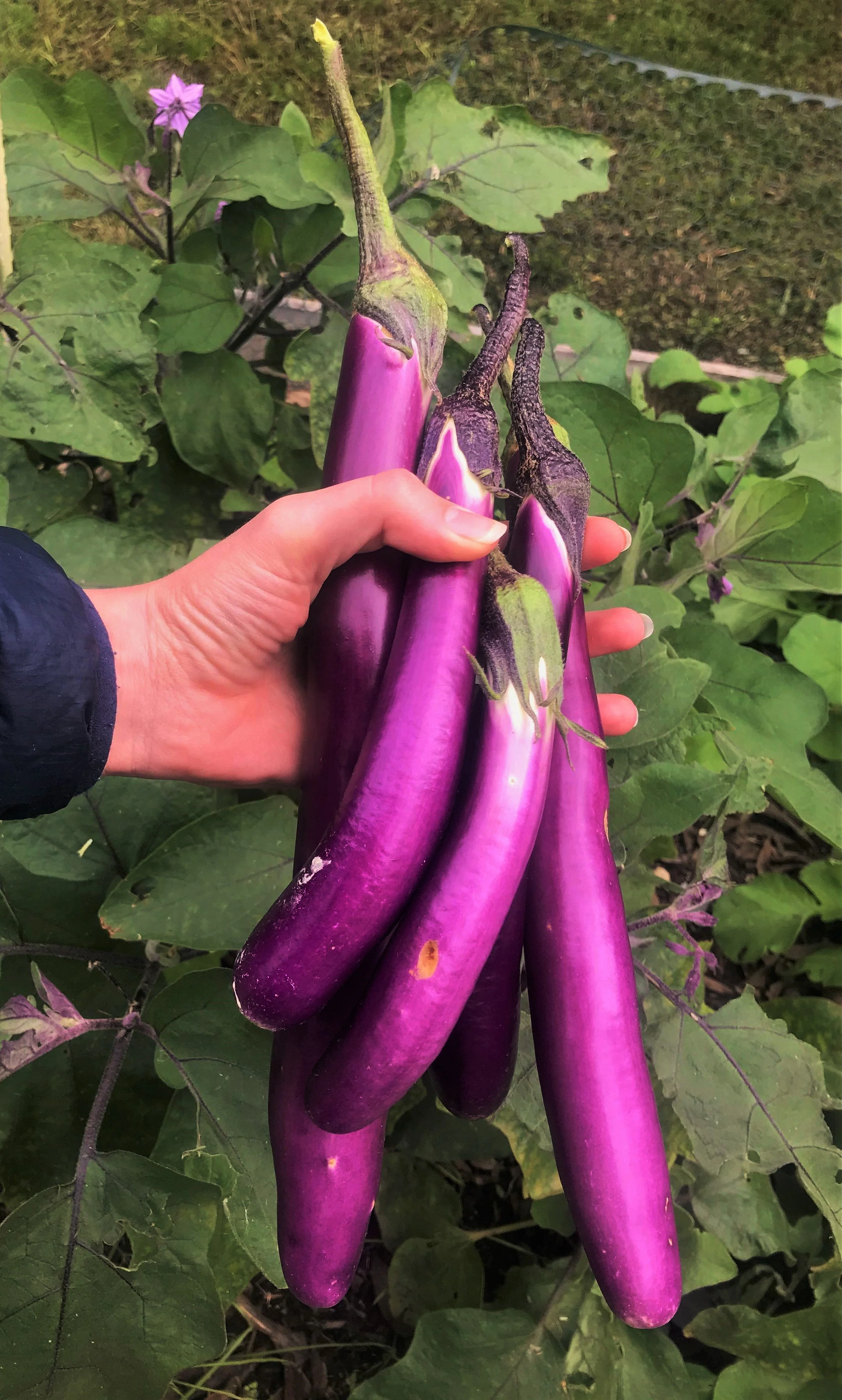 Purple Shine Chinese Eggplant - Image 3