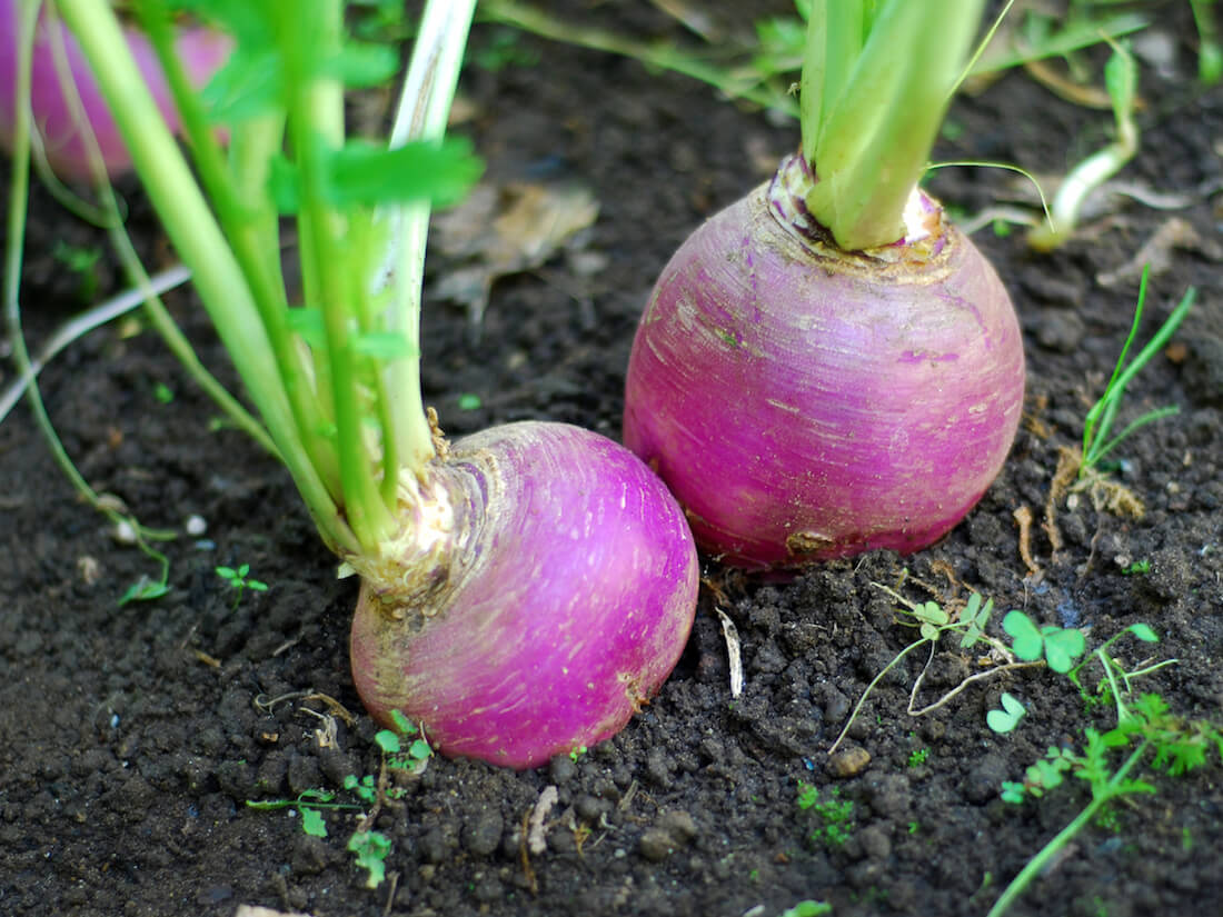 Purple Top Turnip - Image 3