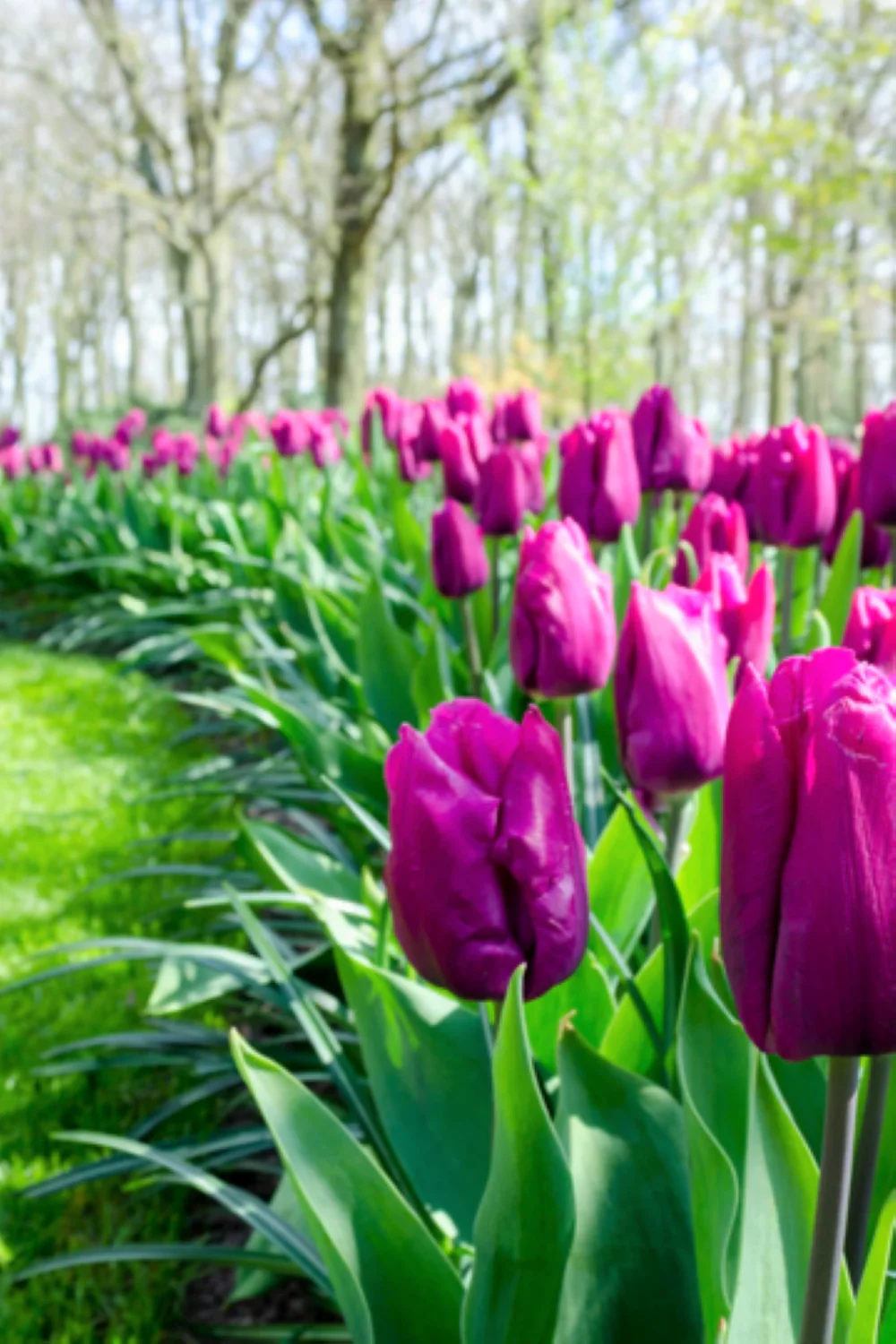 Purple Triumph Dutch Tulip Bulbs - Image 5