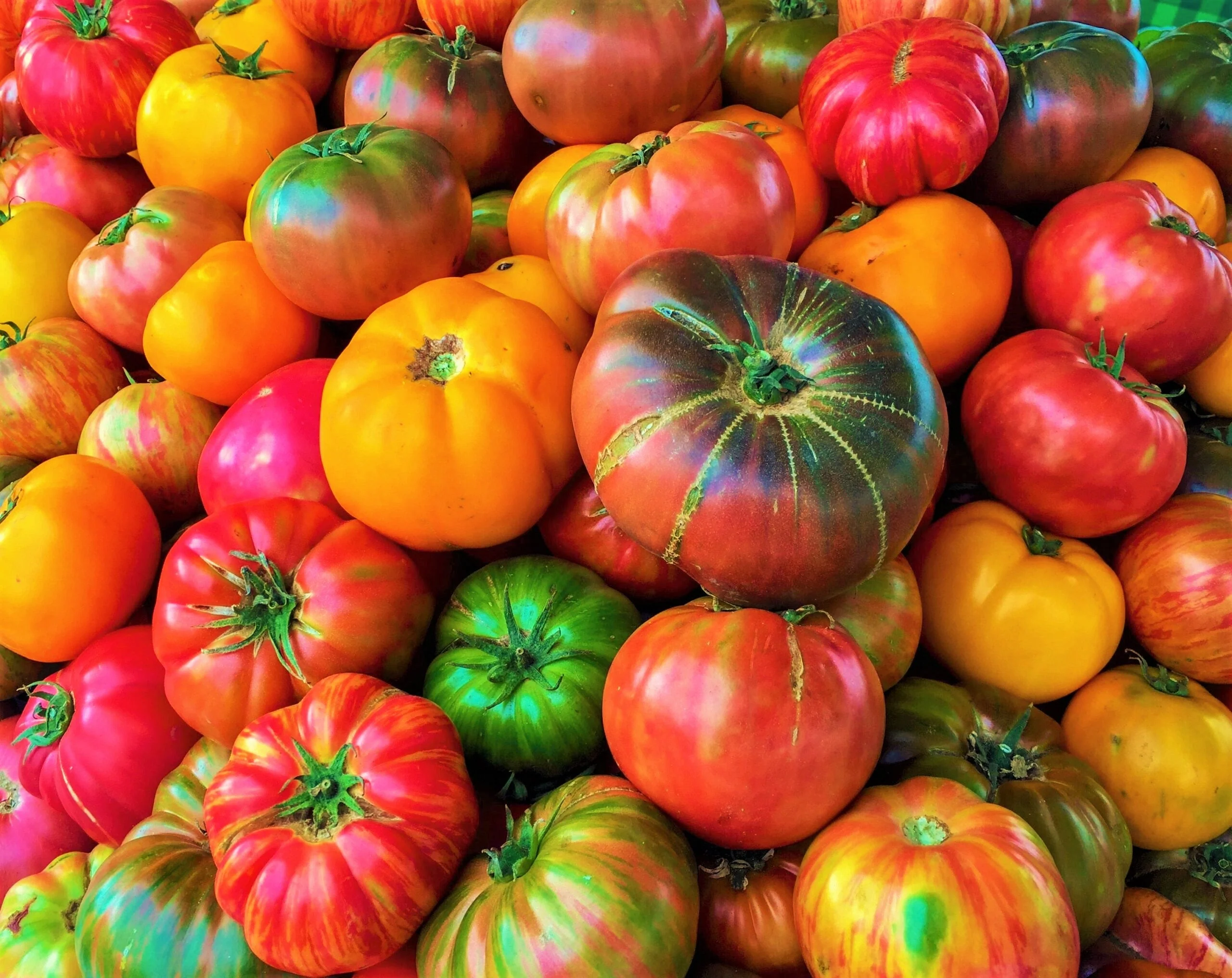 Rainbow Mix Beefsteak Tomato - Image 2