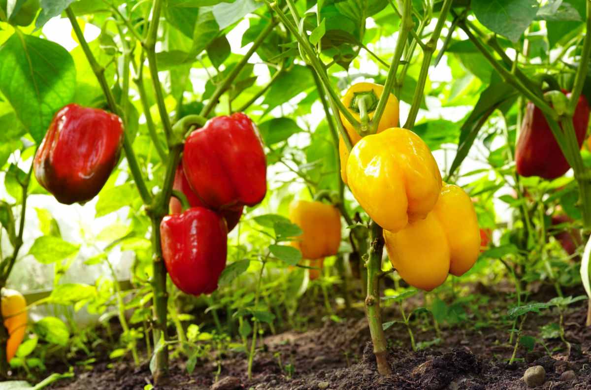 Rainbow Mix Bell Pepper - Image 2