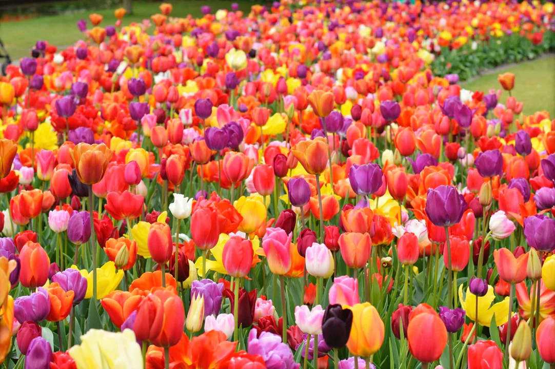 Rainbow Mix Dutch Tulip Bulbs - Image 3