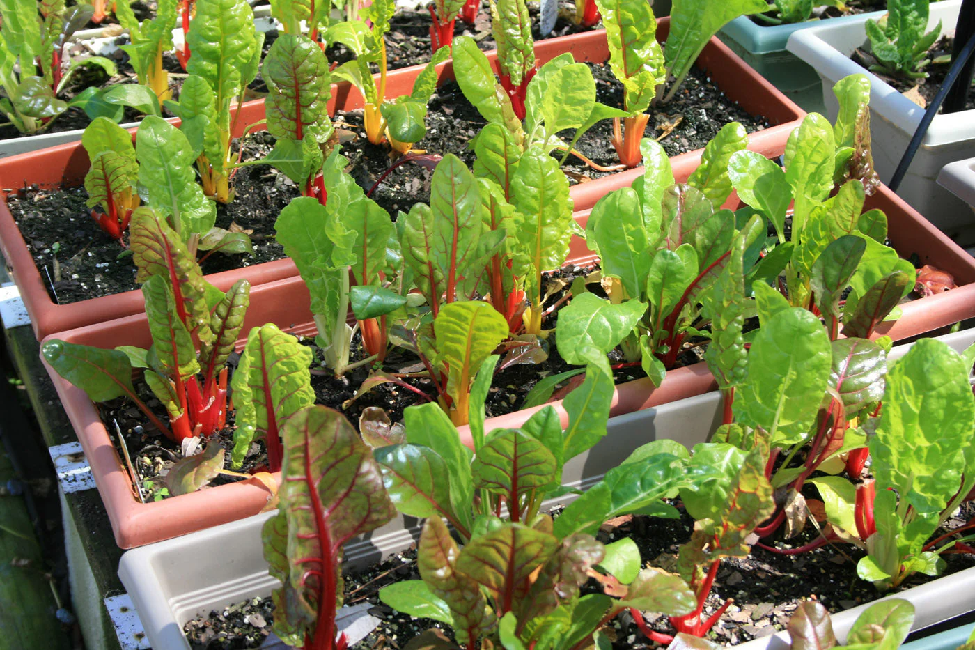 Rainbow Swiss Chard - Image 3