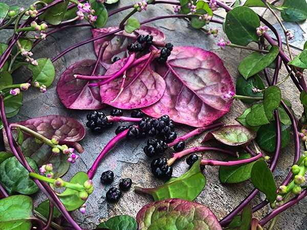 Red and Green Mix Malabar Spinach - Image 6
