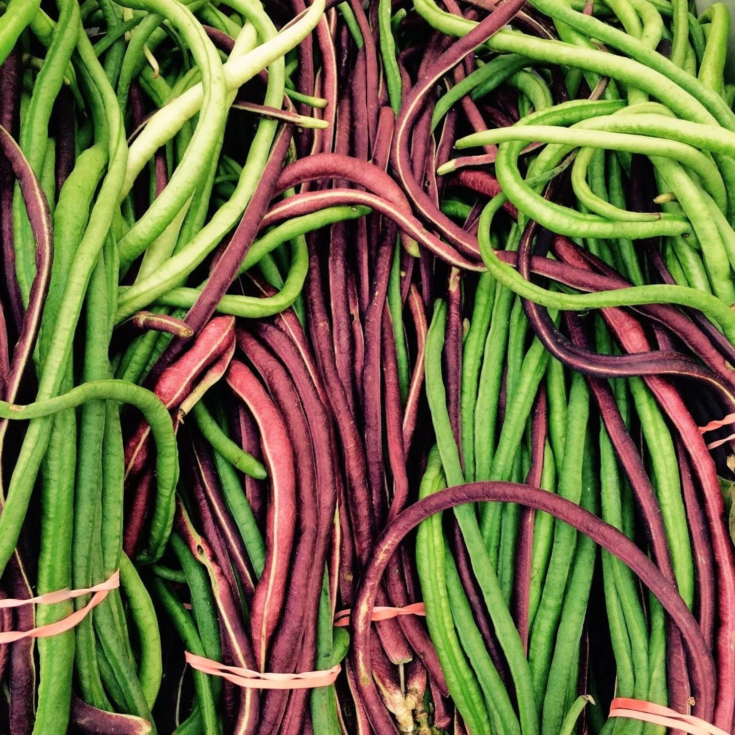 Red and Green Mix Yard Long Bean