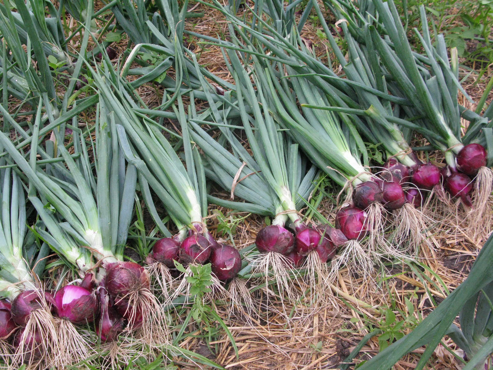 Red Burgundy Onion - Image 2