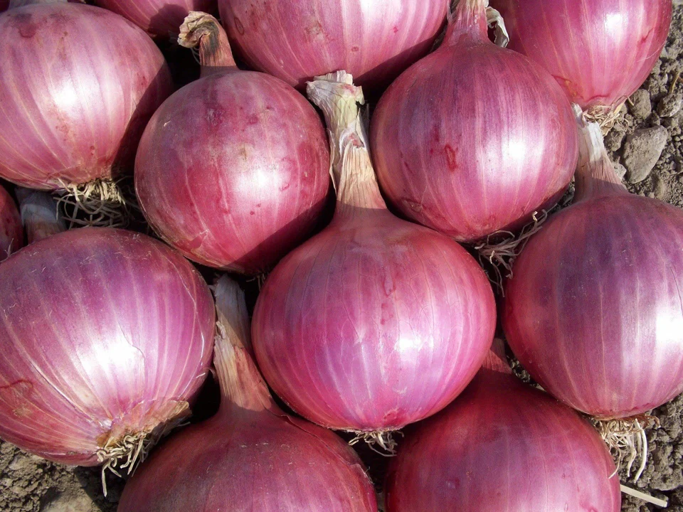 Red Burgundy Onion - Image 3