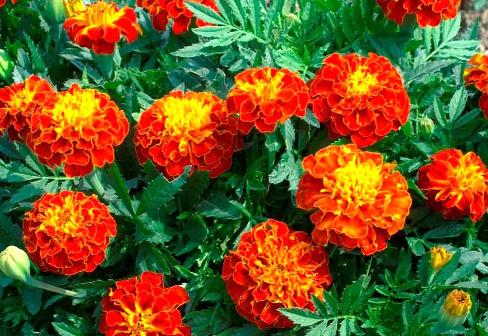 Red Cherry French Marigold - Image 9
