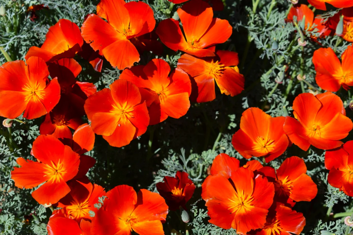 Red Chief California Poppy - Image 7
