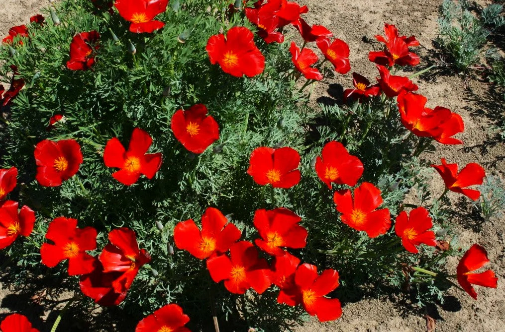 Red Chief California Poppy - Image 8