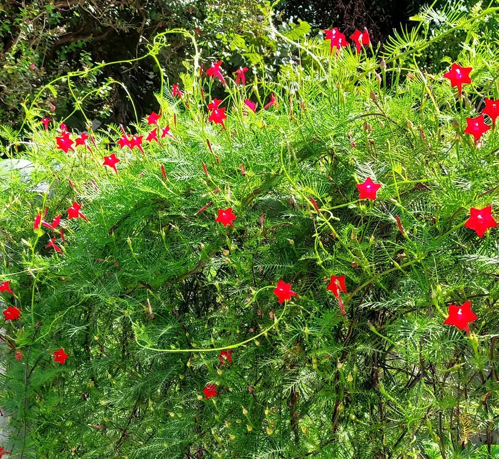 Red Cypress Vine - Image 2