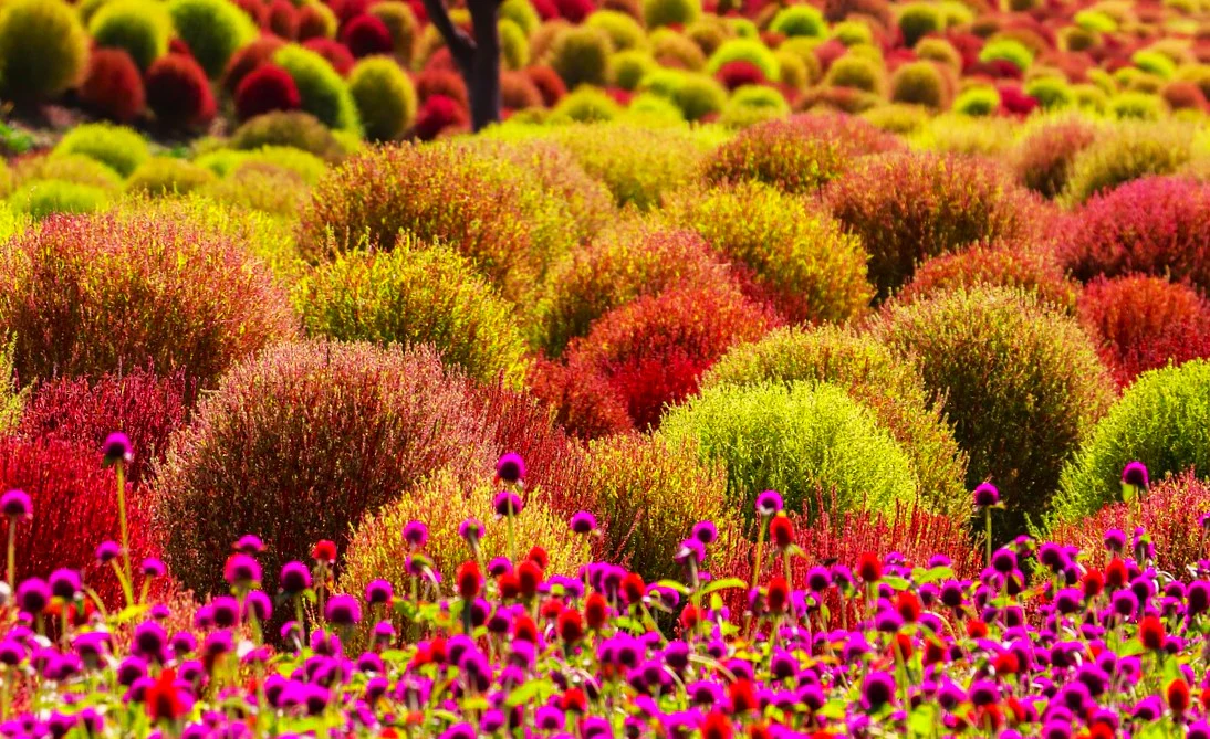 Red Globe Burning Bush - Image 5