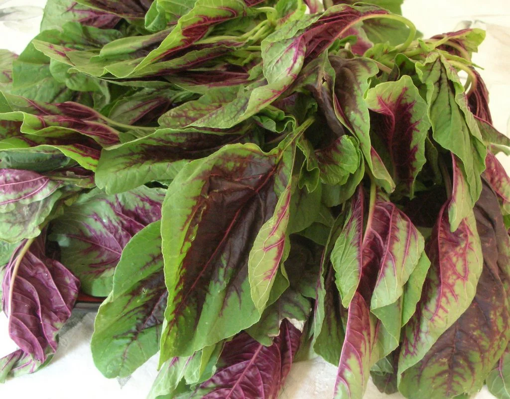 Red Leaf Amaranth - Image 2