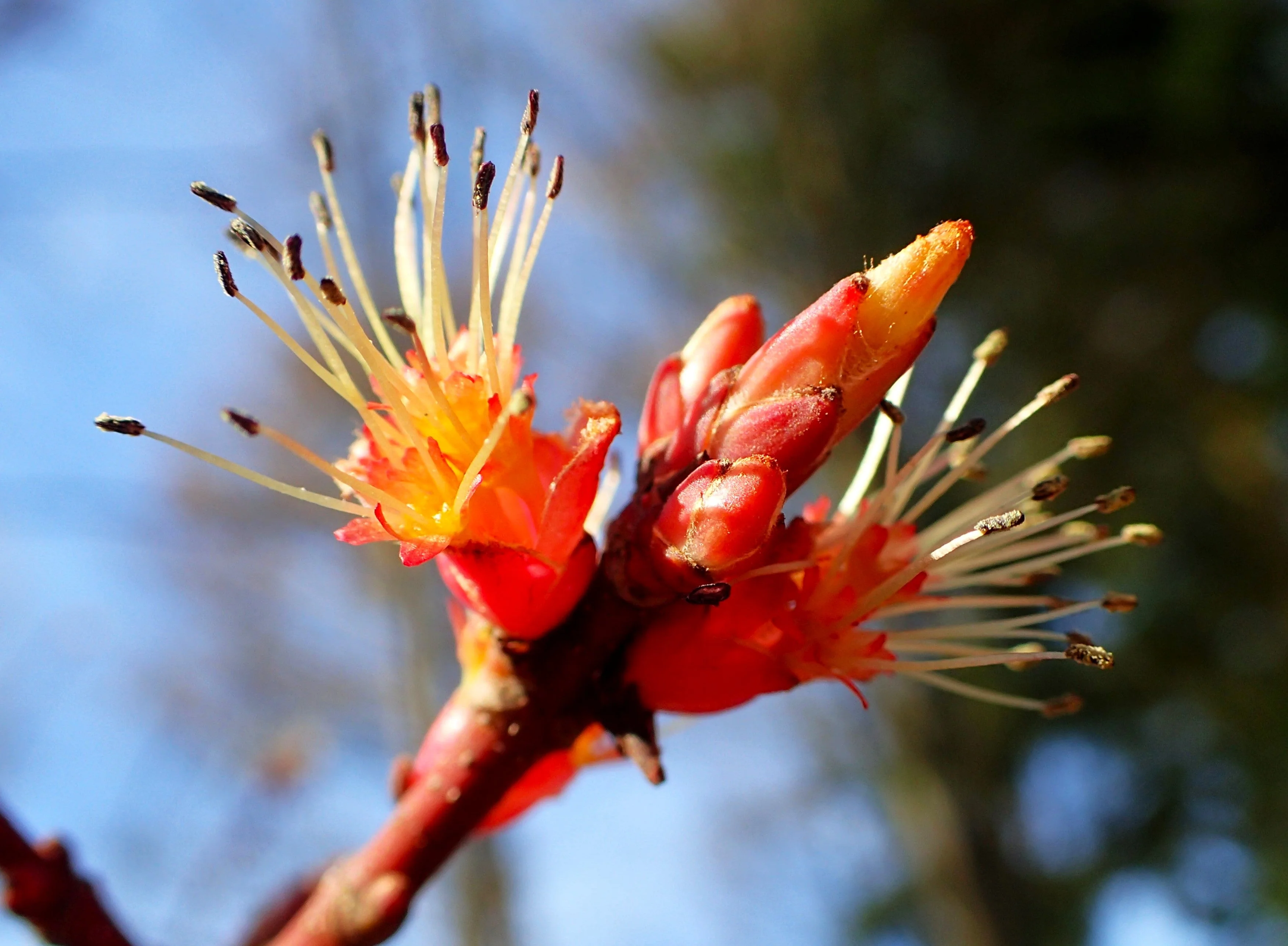 Red Maple Tree - Image 10