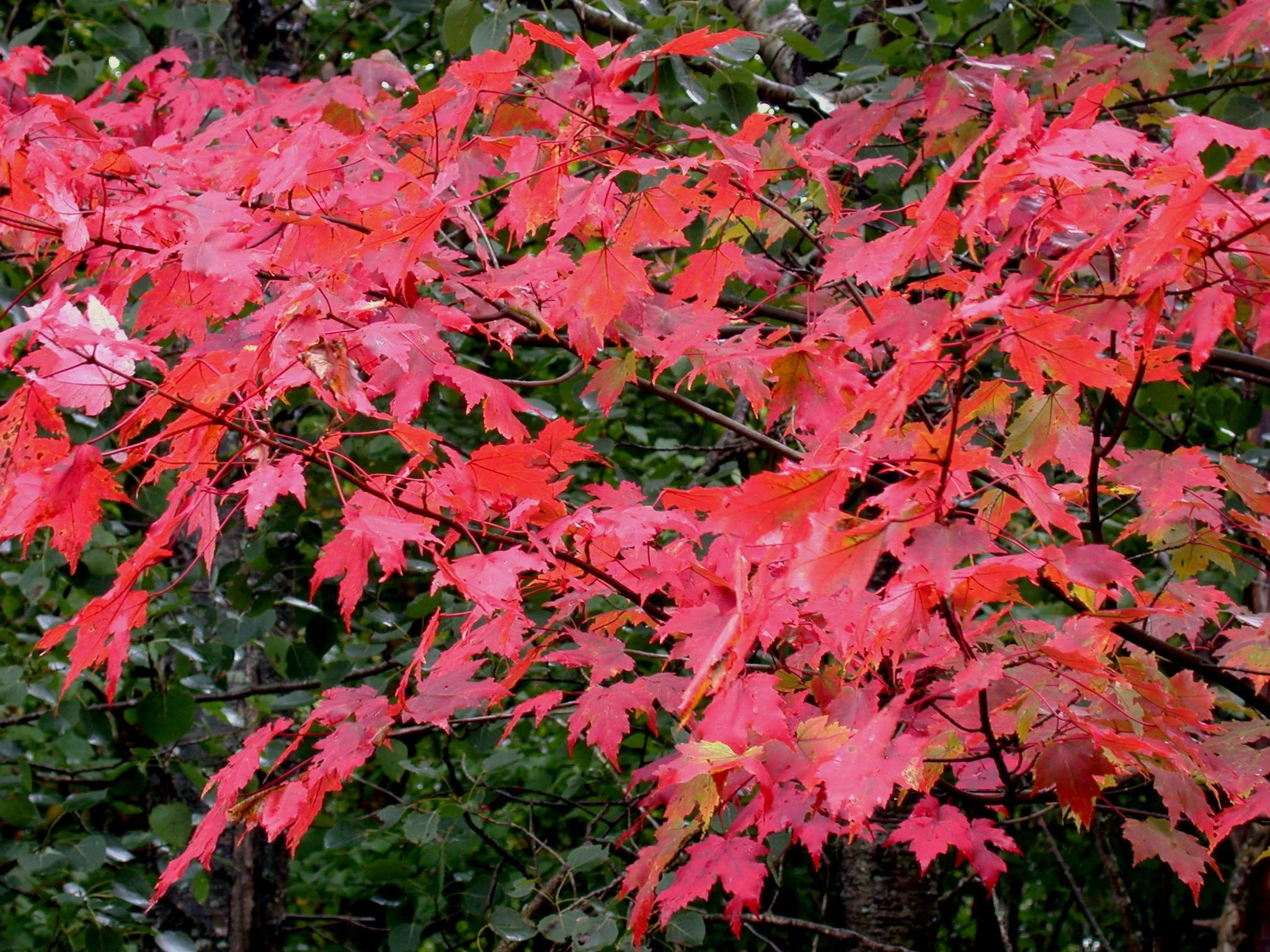 Red Maple Tree - Image 8