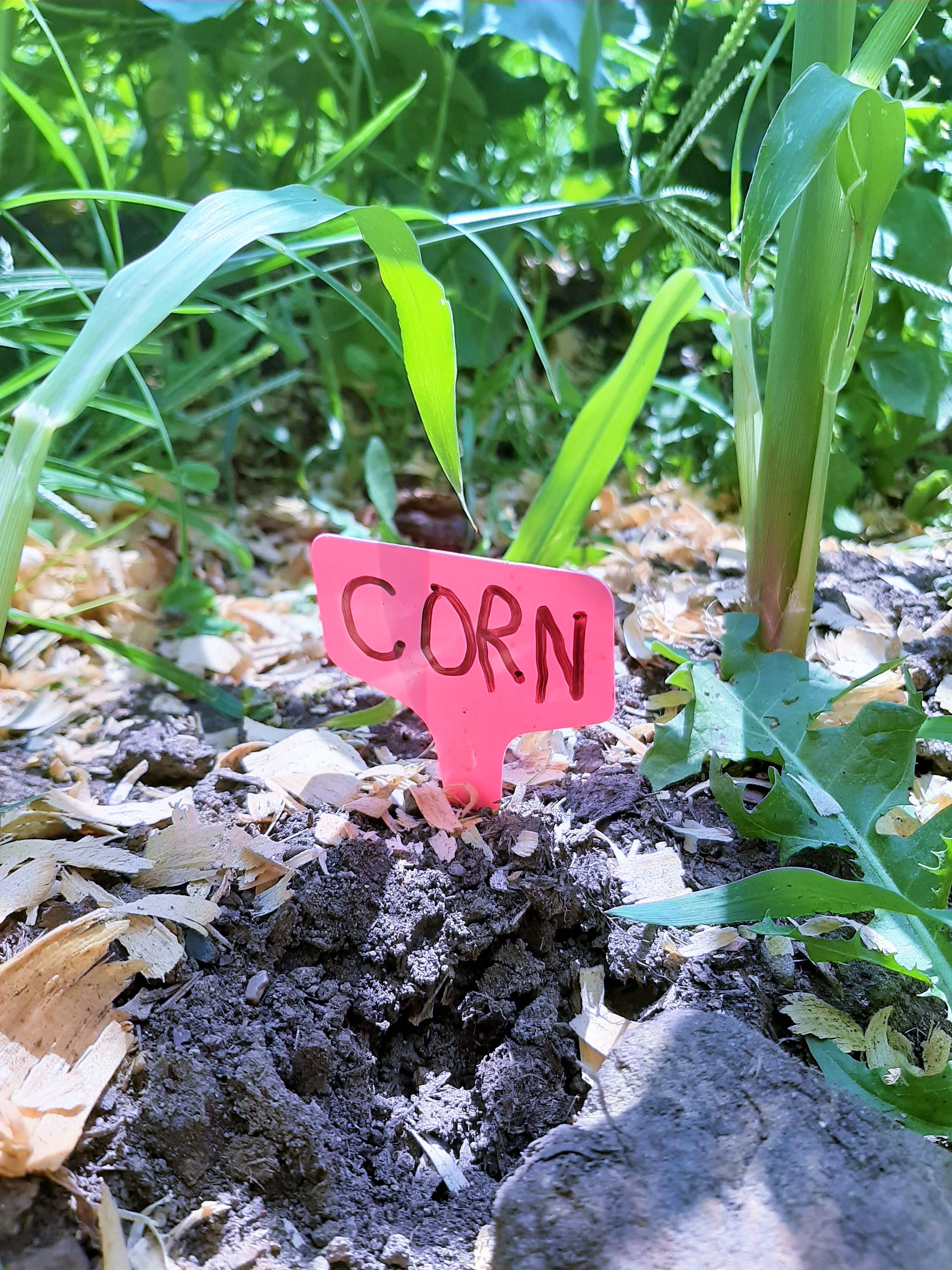 Red T-Shaped Plant Labels - Image 7