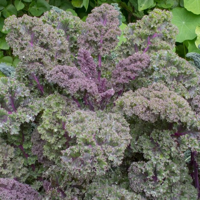 Red Russian Kale