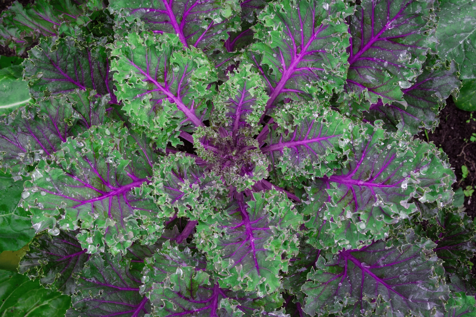 Red Russian Kale - Image 2